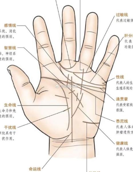 女人财运线图解大全_女人财运线怎么看