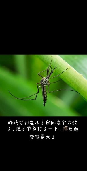 梦到黑蚊子是什么意思_如何化解