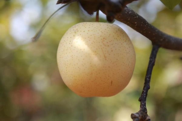 梦到梨是什么意思_梦见梨的预兆