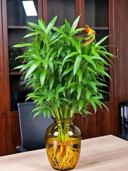 竹柏放客厅财运好吗_摆放禁忌与招财方位