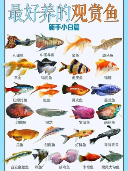 招财运的鱼有哪些_风水鱼怎么选