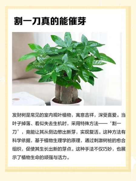 砍树后财运不好怎么办_风水破解方法