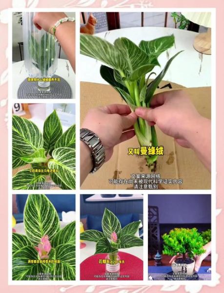 属相适合养什么花_属相与栽花风水禁忌