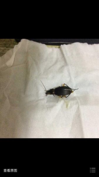 梦到被妹妹咬_意味着什么