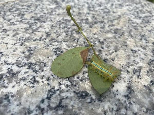 梦到毛毛虫是什么意思_梦见毛毛虫预示着什么