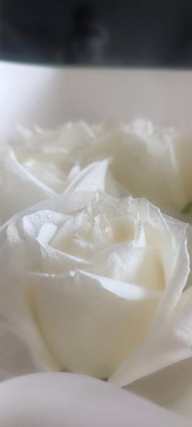 梦到白色的花什么意思_白色花朵梦境解析