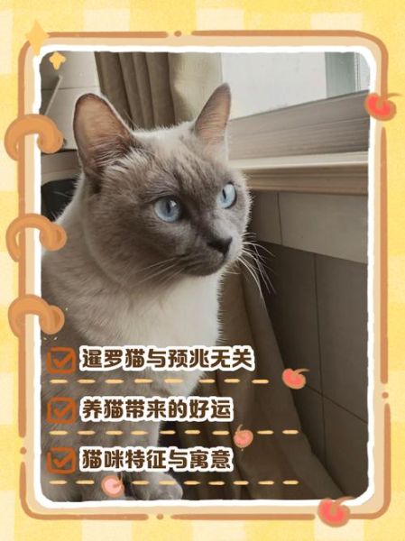 梦见养猫是什么意思_梦到养猫预示什么
