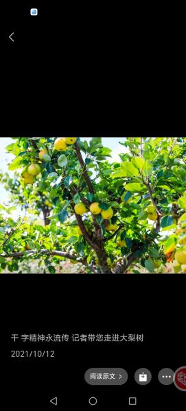 梦到上树摘果子是什么意思_上树摘果子梦境解析