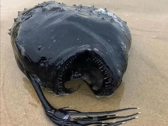 梦到黑色鱼是什么意思_黑色鱼在梦里代表什么