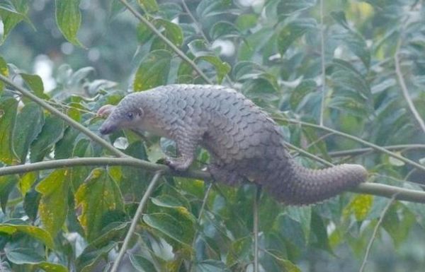 梦到穿山甲是什么意思_穿山甲梦境解析