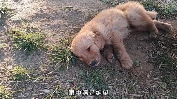 梦到狗奄奄一息_是什么意思