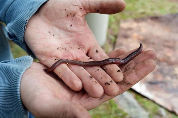 梦到捉蚯蚓是什么意思_周公解梦捉蚯蚓预兆