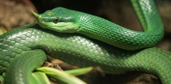 梦到砍掉蛇头_意味着什么