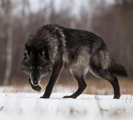 梦见打狼是什么意思_如何化解狼梦焦虑