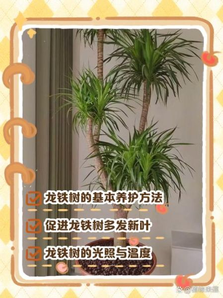 铁树与属相风水禁忌_铁树适合什么生肖养