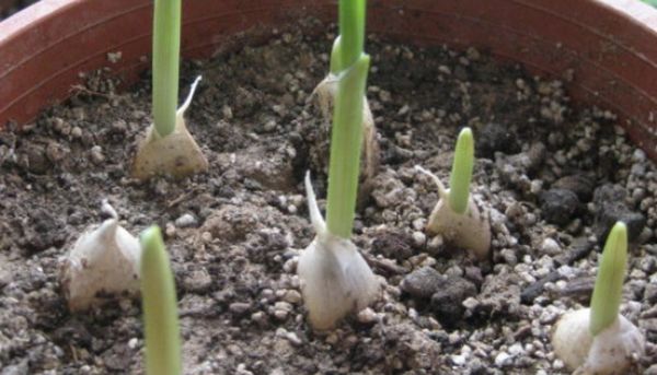 梦到蒜发芽是什么意思_梦见大蒜发芽预示什么