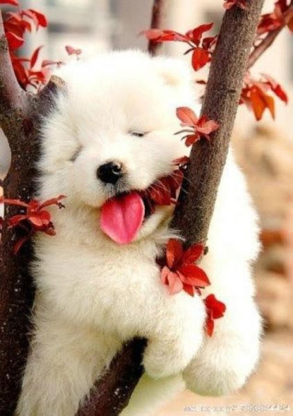 梦到狗爬树是什么意思_狗爬树梦境解析