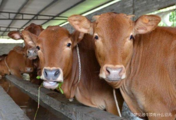 梦到牛攻击自己_梦见被牛顶撞是什么意思