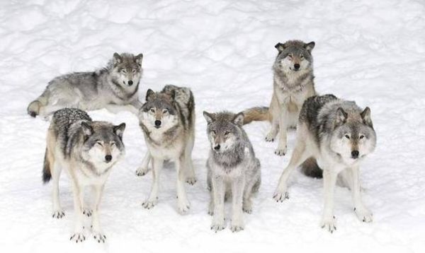 梦到很多狼是什么意思_梦见狼群攻击预示什么