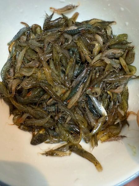 梦到抓鱼虾是什么意思_梦见抓鱼虾好不好