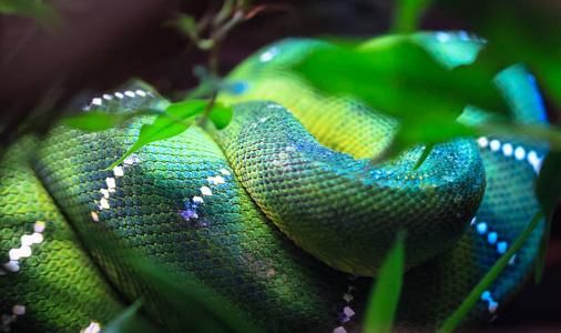 梦到青色大蟒蛇是什么意思_青色大蟒蛇梦境解析