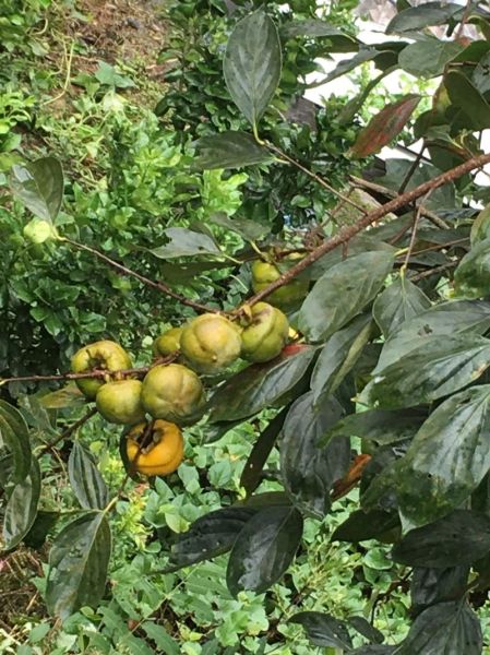 梦到柿子树上结满柿子_周公解梦