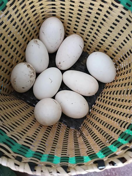 梦到各种蛋是什么意思_梦到鸡蛋鸭蛋鹅蛋预示什么