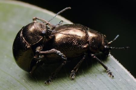 梦到黑色的虫子_意味着什么