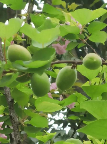 梦到青杏是什么意思_青杏梦境解析