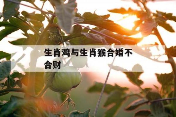 鸡和猴的属相合不合_鸡猴婚配优缺点