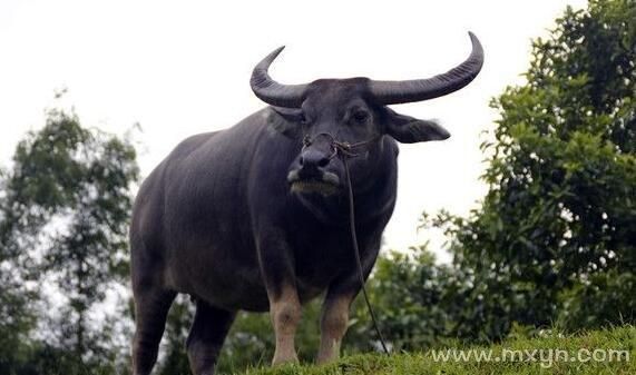 女人梦到水牛好不好_女人梦见水牛是什么预兆