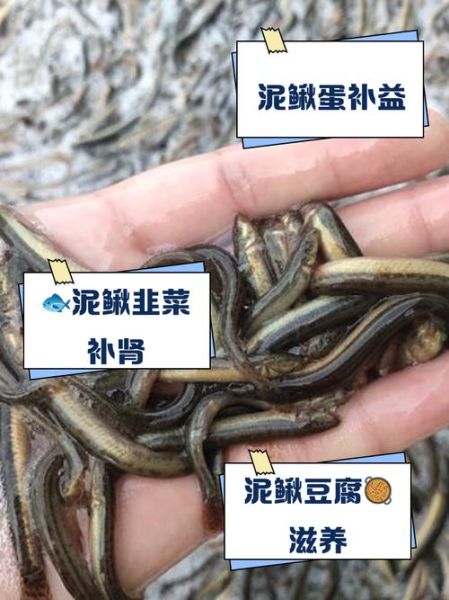 梦到死泥鳅是什么意思_死泥鳅梦境预示什么