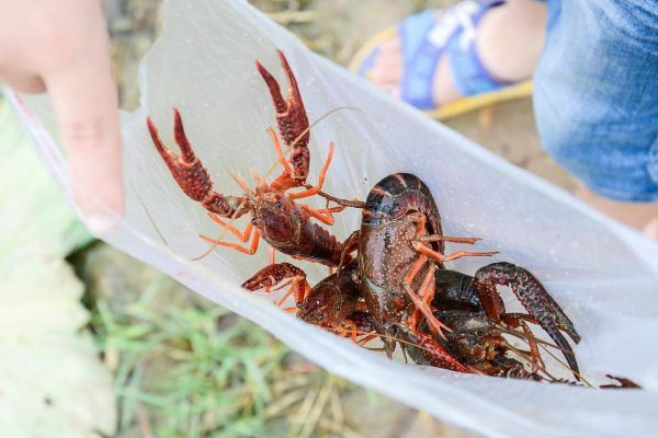 梦到杀龙虾是什么意思_梦见杀龙虾预示什么