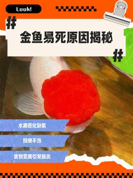 梦到金鱼死了_是什么意思