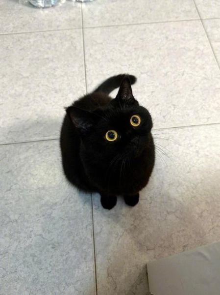 梦到一只黑猫_意味着什么