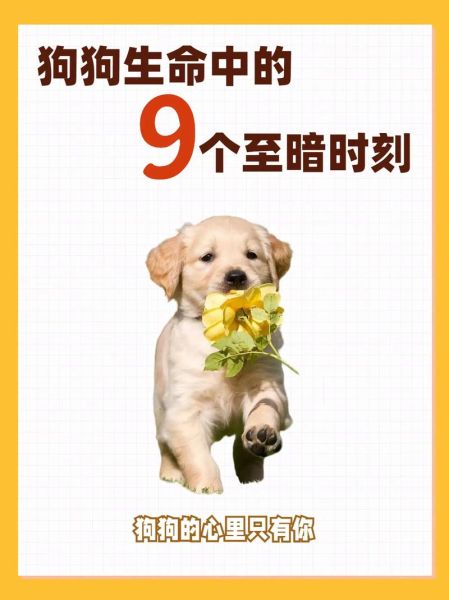 梦到狗生了好多小狗_意味着什么