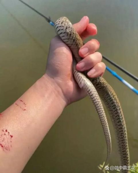 梦到钓鱼钓到蛇是什么意思_如何化解噩梦