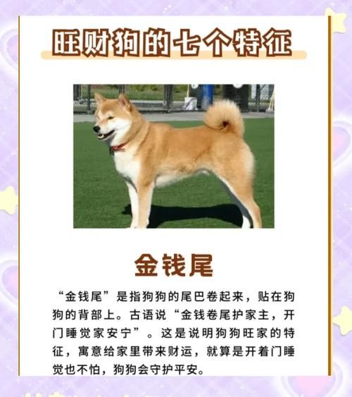 狗狗名字带财运_如何挑选最旺主人的招财狗名