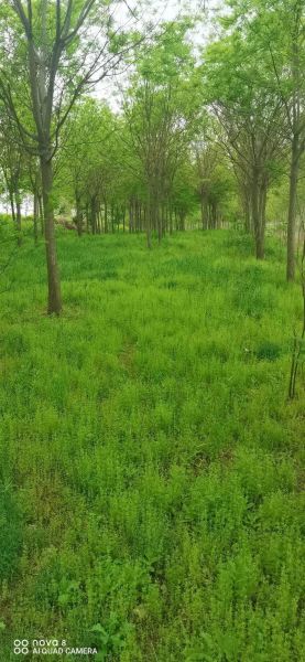 梦到小树林是什么意思_梦见小树林代表什么