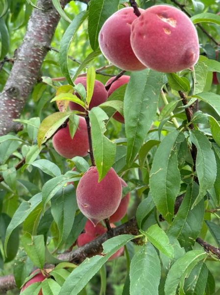 梦到洗桃吃是什么意思_梦见洗桃吃预示什么