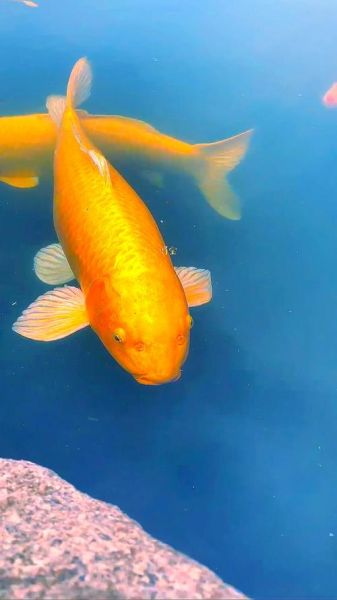 什么鱼象征财运_招财鱼有哪些