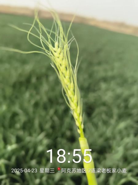 孕妇梦到小麦是什么意思_孕妇梦见小麦预示什么