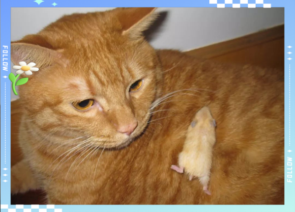 女孩梦到猫是什么意思_梦见猫抓自己好不好