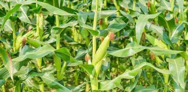 梦到玉米棒子是什么意思_梦见玉米棒子预示什么