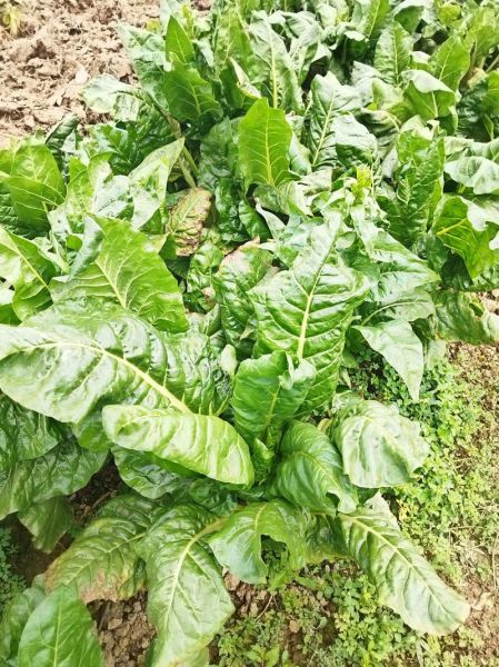 梦到烂菜是什么意思_梦见烂菜叶代表什么