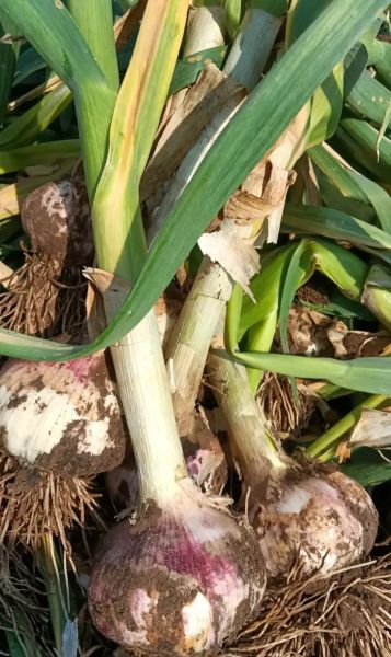 梦到挖蒜是什么意思_梦见挖大蒜好不好