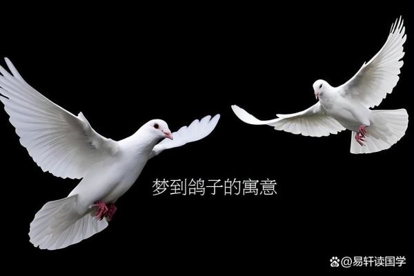 梦到很多鸽子_是什么意思