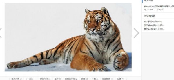 梦到老虎很乖_什么预兆