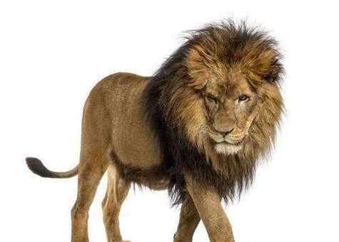 梦到大狮子是什么意思_梦见狮子追我怎么办