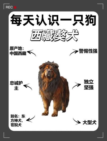 梦到藏獒是什么意思_梦见藏獒咬人怎么办